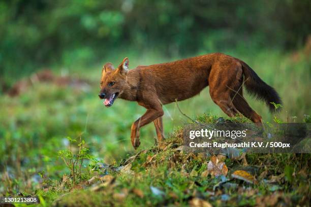 538点のドール犬のストックフォト Getty Images 538点のドール犬のストックフォト Getty Images