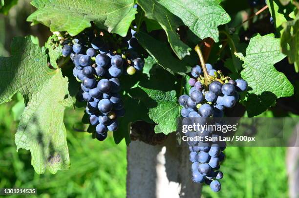 close-up of grapes growing in vineyard - merlot ストックフォトと画像