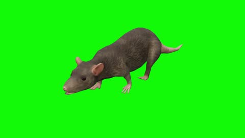 Running Rat Animation On Green Screen The Concept Of Animal Wildlife Games  Back To School 3d Animation Short Video Film Cartoon Organic Chroma Key  Character Animation Animal Themes Set Design Element Loopable