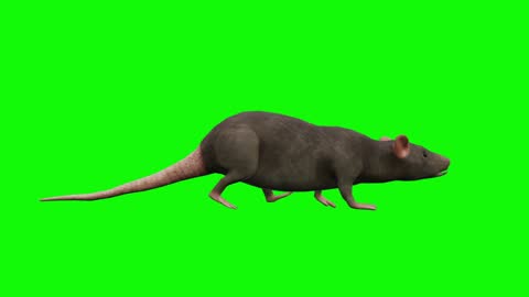 Running Rat Animation On Green Screen The Concept Of Animal Wildlife Games  Back To School 3d Animation Short Video Film Cartoon Organic Chroma Key  Character Animation Animal Themes Set Design Element Loopable