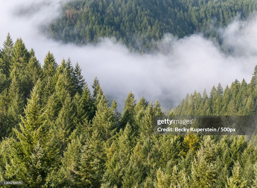 Panoramic view of pine trees in forest,Tillamook State Forest,Oregon,United States,USA