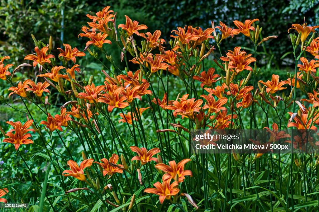 Close-up of orange flowering plants on field,Sofia,Bulgaria