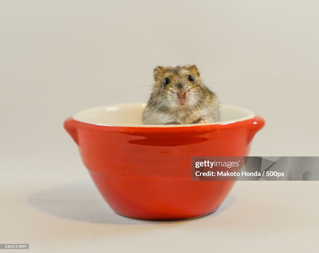 Close-up of rat in bowl on table