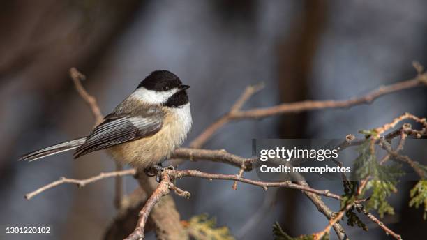 black-headed in winter, (poecile atricapillus), black-capped chickadee in winter. - chickadee stock pictures, royalty-free photos & images