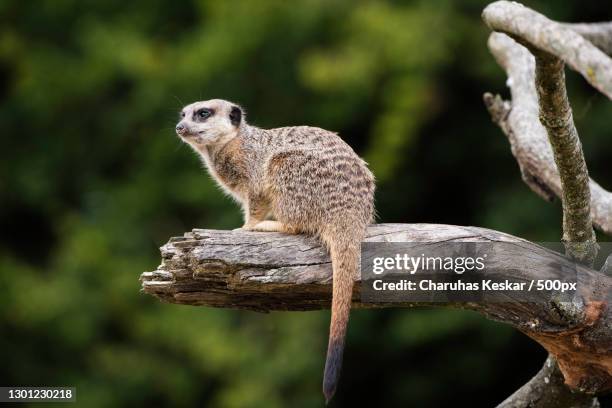 close-up of squirrel on tree trunk,longleat,warminster,united kingdom,uk - warminster stock pictures, royalty-free photos & images