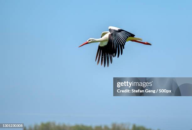 low angle view of pelican flying against clear sky - cegonha imagens e fotografias de stock