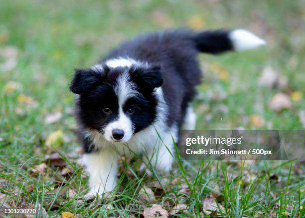 border collie puppy - collie puppy stock pictures, royalty-free photos & images