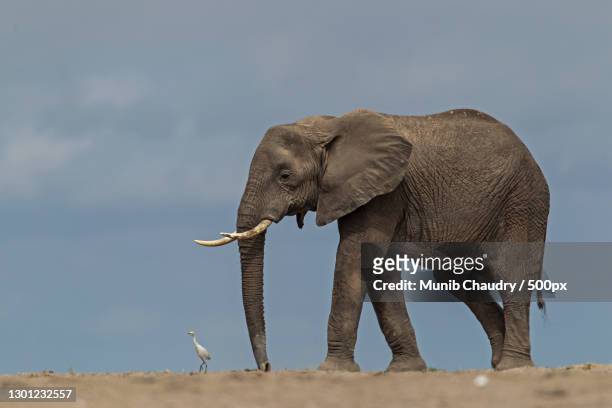 side view of african elephant standing on field against sky,amboseli national park,kenya - african elephant ストックフォトと画像