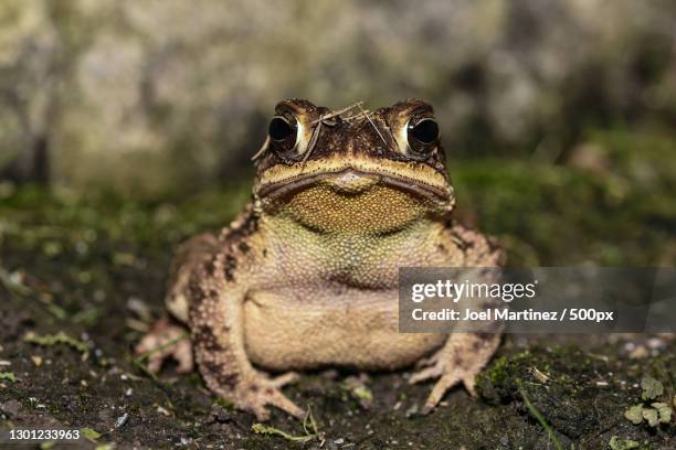 close-up of a southern toad,portland,texas,united states,usa - kröte stock-fotos und bilder