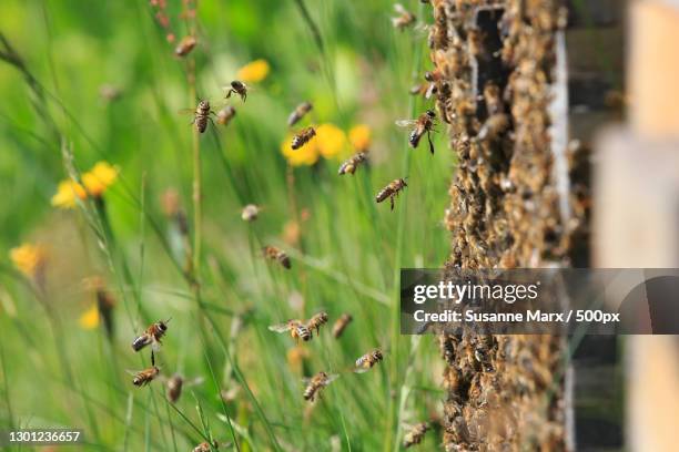 close-up of insects on plant - swarm of insects foto e immagini stock