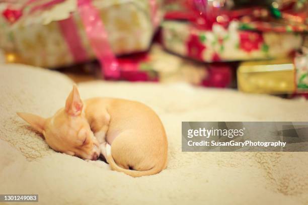 chihuahua puppy asleep and dreaming of christmas - curled up - fotografias e filmes do acervo