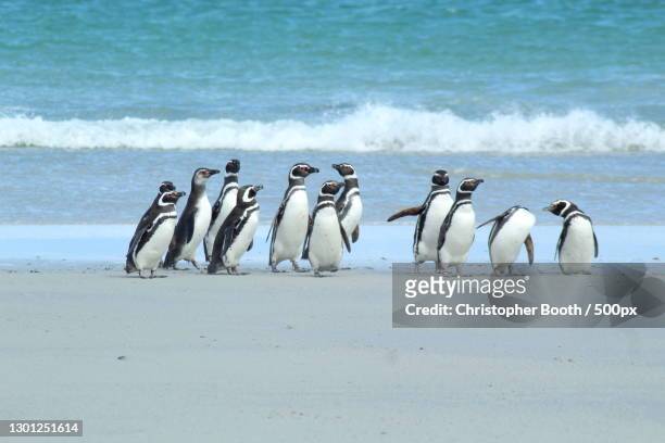 view of penguins on beach,stanley,falkland islands - port stanley falkland islands stock pictures, royalty-free photos & images