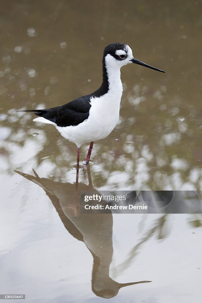 Black-necke stilt (Himantopus mexicnus)