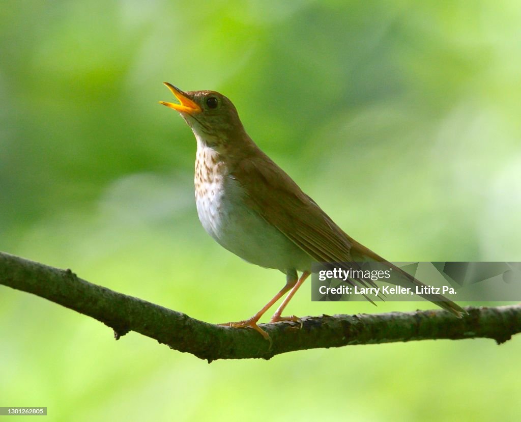 Veery bird in the forest