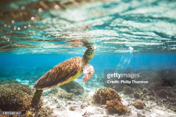 16 354点のsea Turtleのストックフォト Getty Images 16 354点のsea Turtleのストックフォト Getty Images