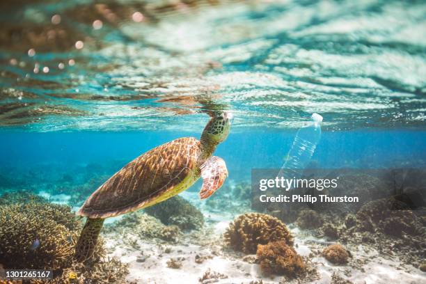 カメとペットボトル汚染と澄んだ青い水の海洋海洋 - 海 汚染 ストックフォトと画像