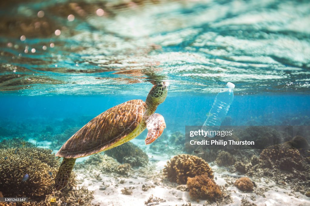 Clear blue aqua marine ocean with turtle and plastic bottle pollution