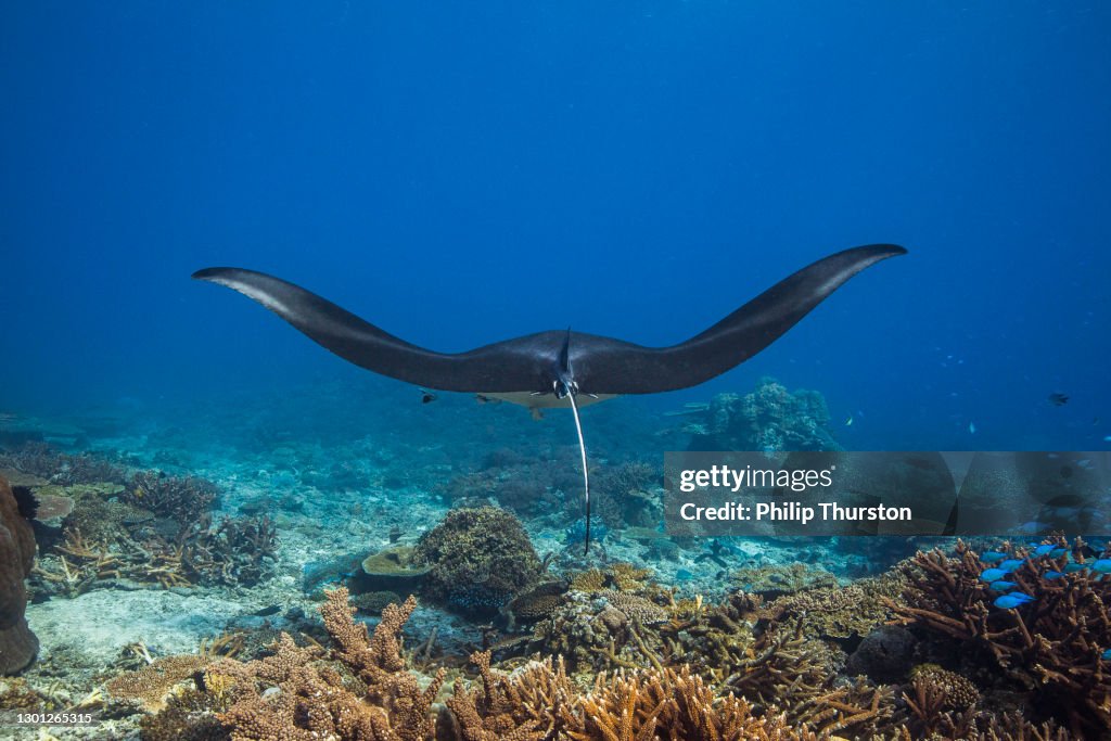 Manta ray swimming over coral reef in clear blue ocean