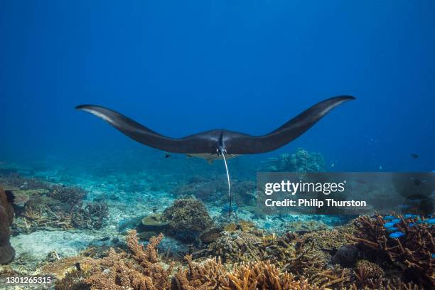 manta ray swimming over coral reef in clear blue ocean - manta ray stock pictures, royalty-free photos & images