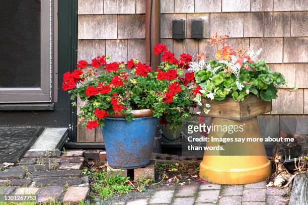 some potted flowers adorn a house facade in decay. - géranium photos et images de collection