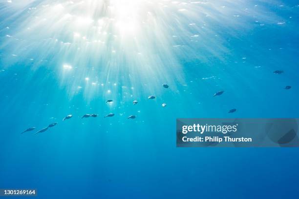 tintenfisch beim schwimmen durch den klaren blauen ozean mit warmen sonnenstrahlen - kalamar stock-fotos und bilder