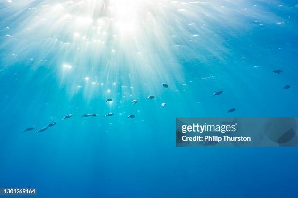 calamari che nuotano attraverso l'oceano cristallino con caldi raggi del sole - blu chiaro foto e immagini stock