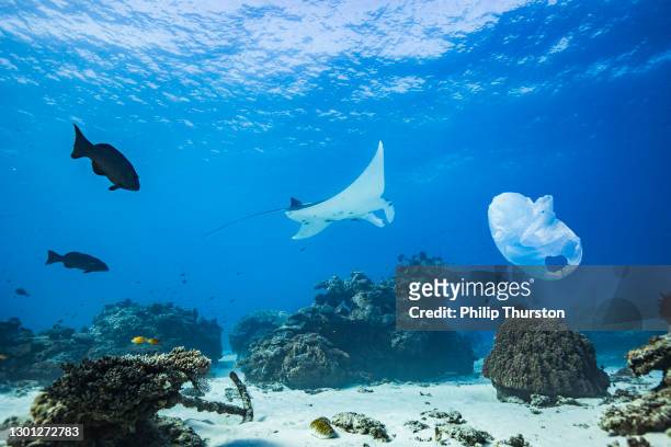 manta ray swimming over coral reef atoll in clear blue ocean with plastic bag pollution - sea life stock pictures, royalty-free photos & images