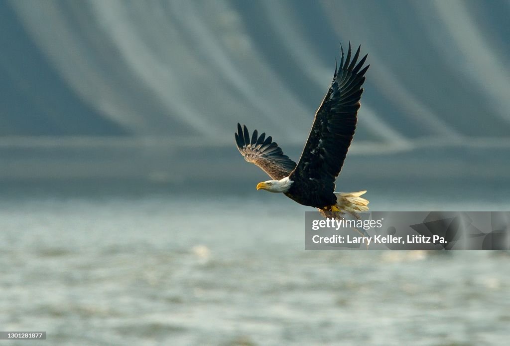 Bald Eagle in flight with a fishing