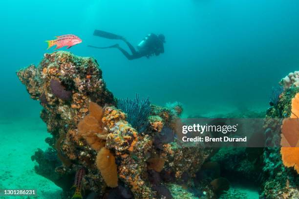 scuba diver in cabo pulmo - marine nature reserve stock pictures, royalty-free photos & images