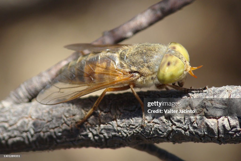 Horse-fly (Atylotus quadrifarius)