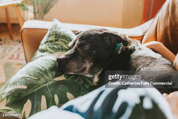 an old black dog rests her head on a pillow beside her young owner - animal behavior stock-fotos und bilder