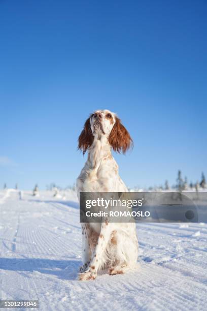 obedient english setter guardando il proprietario, oppland county norway - setter foto e immagini stock