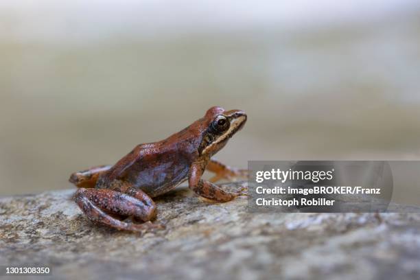 pyrenean frog (rana pyrenaica) sitting on a stone in a stream, central pyrenees, aragon, spain - christoph bach stock-fotos und bilder