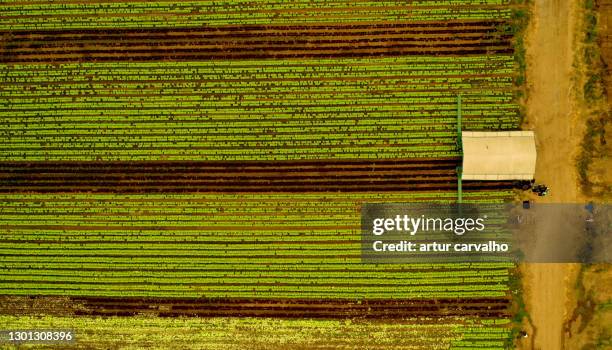 agricultural landscape from above - angola drone stock pictures, royalty-free photos & images