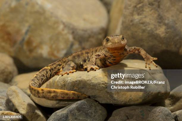 pyrenean brook salamander (calotriton asper) at the bottom of a stream, central pyrenees, aragon, spain - christoph bach stock-fotos und bilder