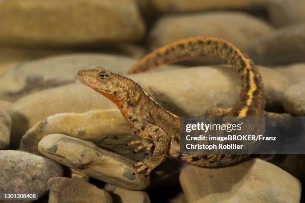 pyrenean brook salamander (calotriton asper) at the bottom of a stream, central pyrenees, aragon, spain - christoph bach stock-fotos und bilder