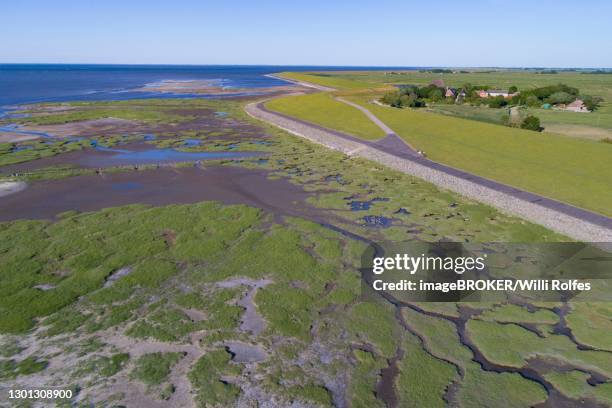 salt marshes in front of the dike, coastal protection, wadden sea national park, north sea, north friesland, schleswig-holstein, germany - salzmarsch stock-fotos und bilder