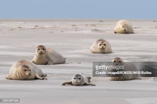 harbor seals (phoca vitulina) on a sandbank, wadden sea national park, north sea, north friesland, schleswig-holstein, germany - nature reserve stock pictures, royalty-free photos & images