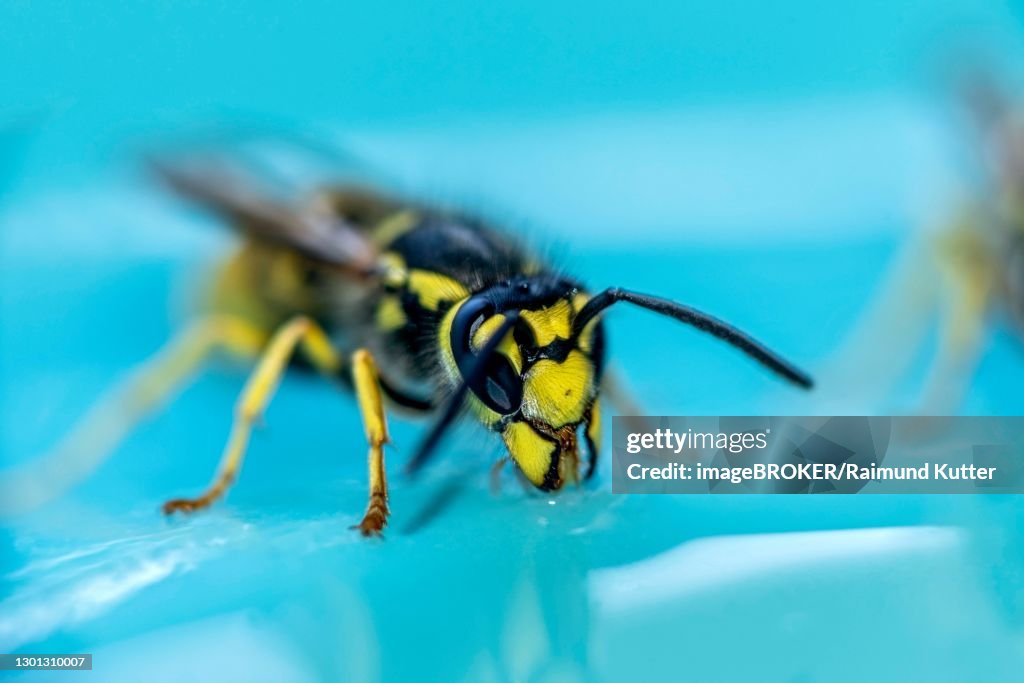 German wasp (Vespula germanica) feeding on honey on a plate, Hesse, Germany