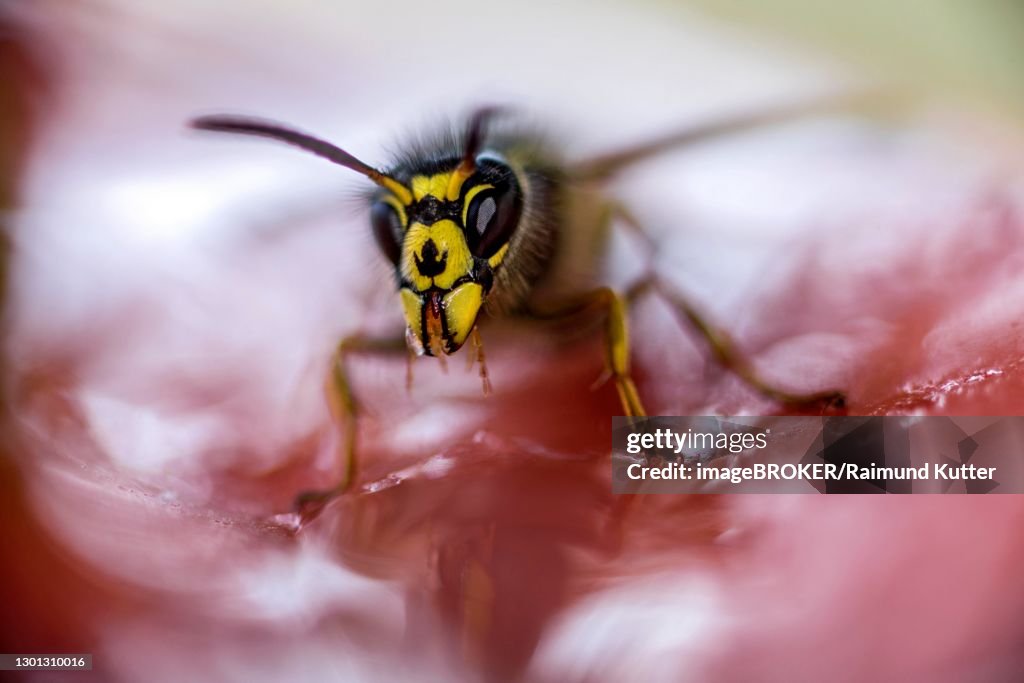German wasp (Vespula germanica) feeding in a jam jar, Hesse, Germany