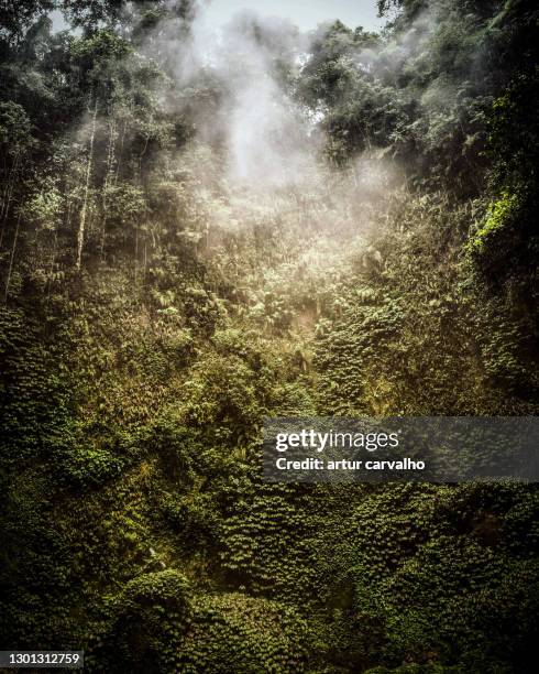 condensation in the wild jungle - canopy stock pictures, royalty-free photos & images