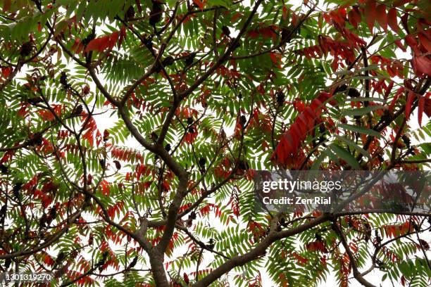 Sumac Tree In Autumn Red Sumac Leaves Photos and Premium High Res Pictures - Getty Images