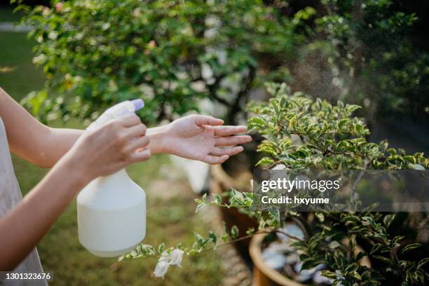 asian woman spraying water on plant leaves - spray bottle stock pictures, royalty-free photos & images