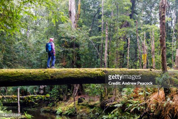 eine frau steht auf einem umgestürzten baum über einem bach im tarkinischen regenwald. - hiking tasmania stock-fotos und bilder