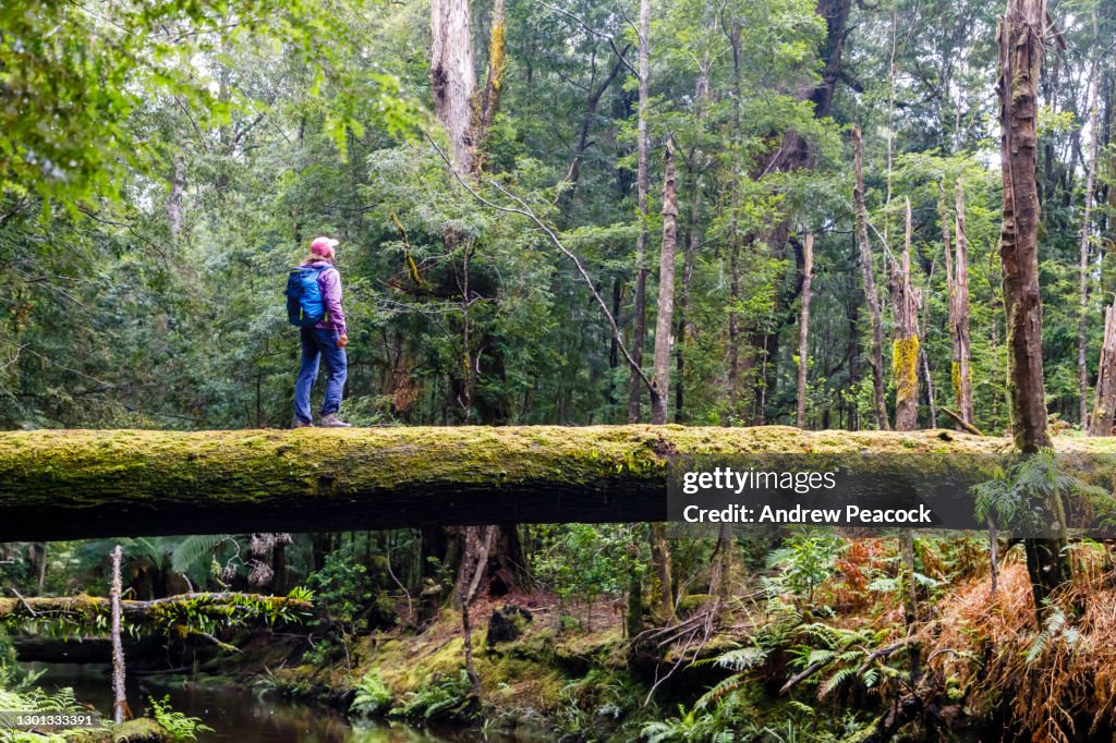 A woman is standing on a fallen tree over a creek in the Tarkine rainforest.