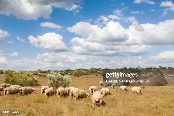 flock of sheep grazing on a meadow - extremadura stockfoto's en -beelden