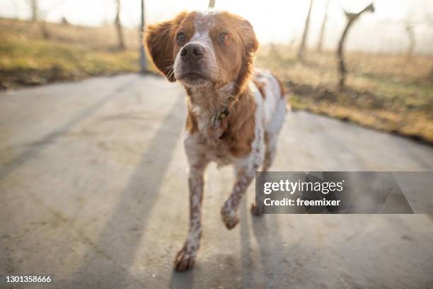 close up of cute dog while walking in back yard - brittany spaniel stock pictures, royalty-free photos & images