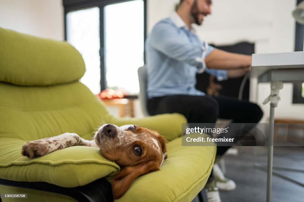 Cute dog lying on chair and looking at camera while pet owner sitting at table and working from home