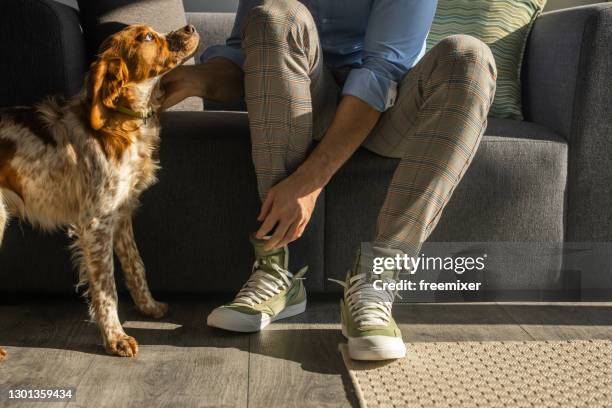 man sitting and tying shoelaces, close up - brittany spaniel stock pictures, royalty-free photos & images