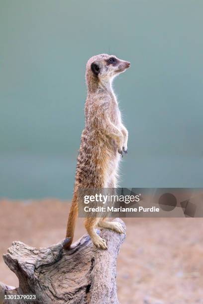 meerkats - boa postura imagens e fotografias de stock